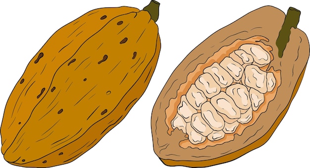 Cocoa chocolate beans hand drawn colored vector illustration is sketch style Organic healthy food