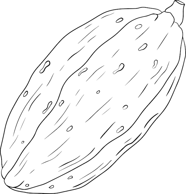 Cocoa chocolate beans hand drawn vector illustration is sketch style Organic healthy food