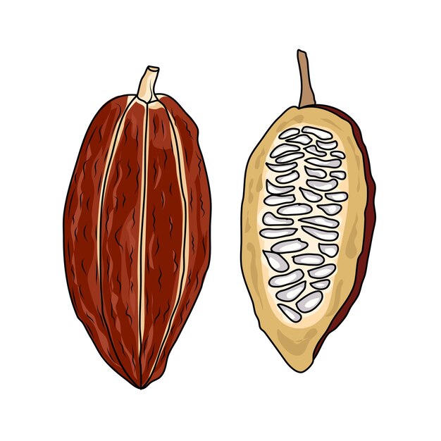 Cocoa fruit vector cacao fruit plak van cacaofruit