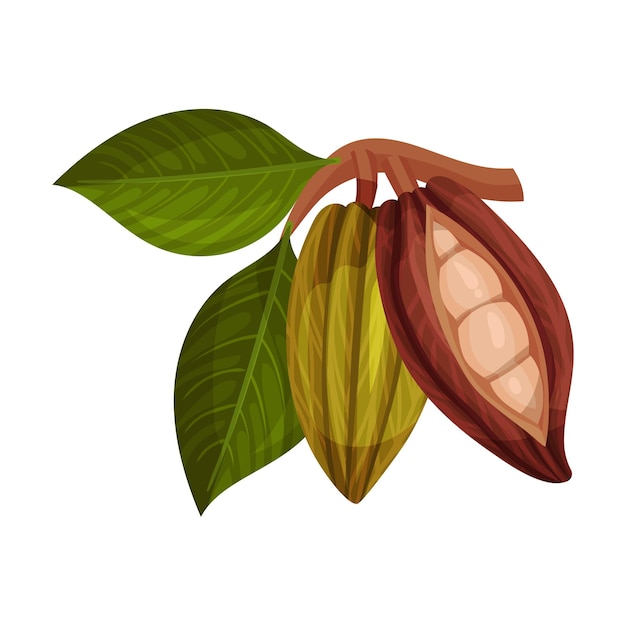 Vector cocoa pod cut into halves with many beans inside vector illustration