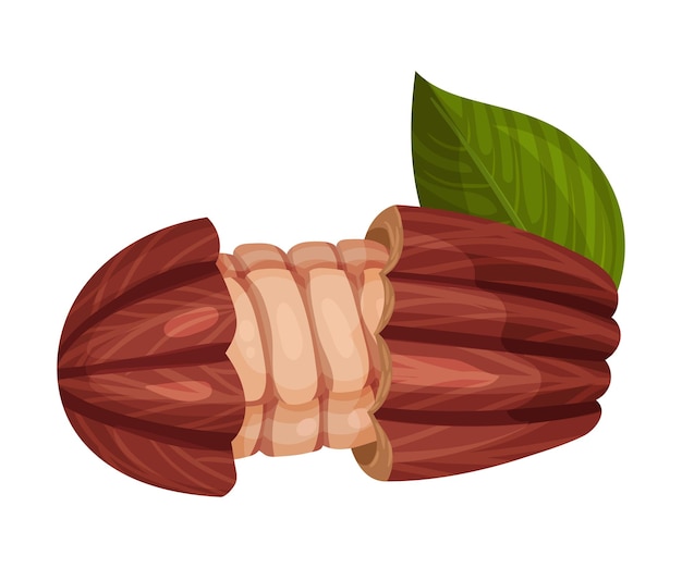 Vector cocoa pod cut into halves with many beans inside vector illustration