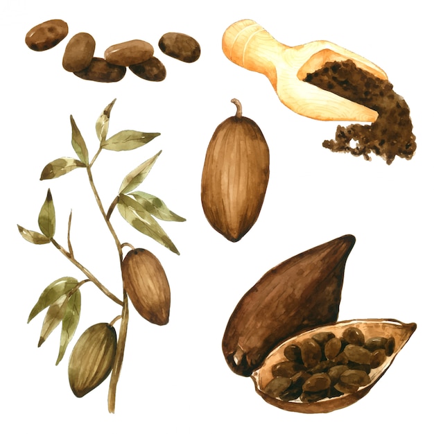 Порошок какао-семян и листьев рисовать акварелью