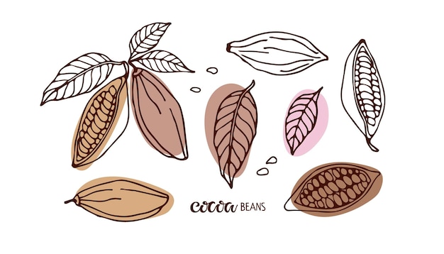 코코아 세트 손으로 그린 스케치 벡터 코코아 콩 잎 스케치와 코코아 콩 텍스트 절연