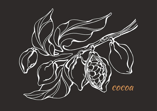 Ramo dell'albero di cacao con foglie e fagioli disegno botanico schizzo di disegno artistico al tratto