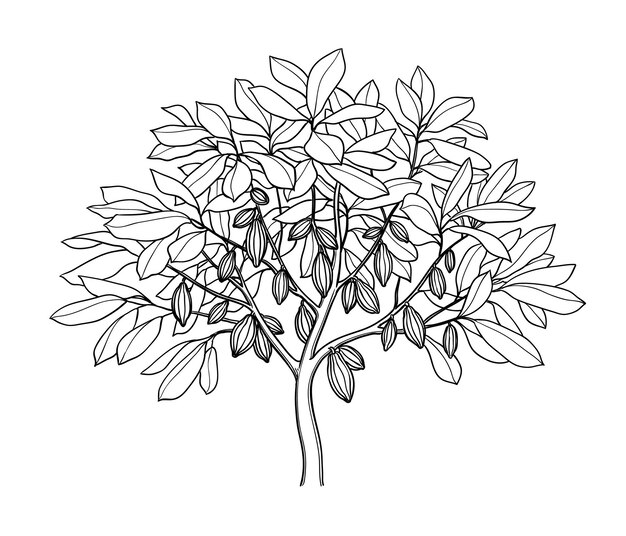 Vector cocoa tree ink sketch