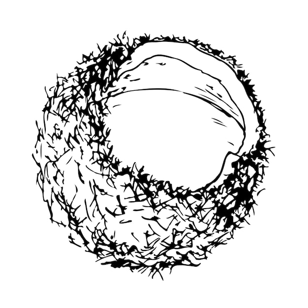 Кокосовая черно-белая векторная иллюстрация на белом фоне