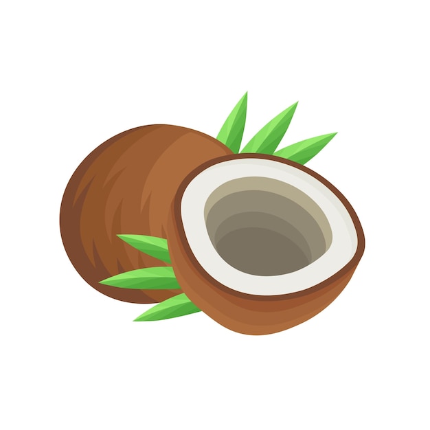 Coconut cartoon set vector illustration Half coconut with leaves Isolated on white background