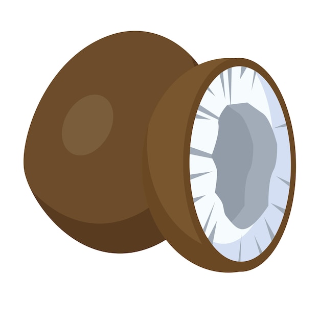 Coconut exotic fruit vector illustration