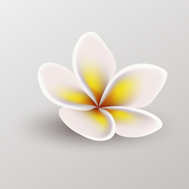 coconut flower summer organic fruit for healthy lifestyle cartoon symbol for any design advertising