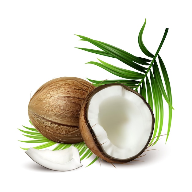 Vector coconut fresh tropical nut and tree leaves vector