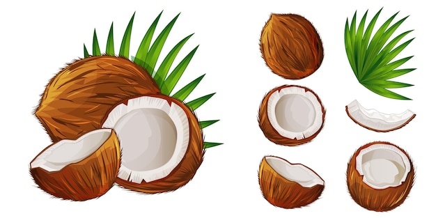 Coconut fruit design element set on white