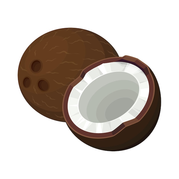 Coconut Fruit Vector Art Illustration