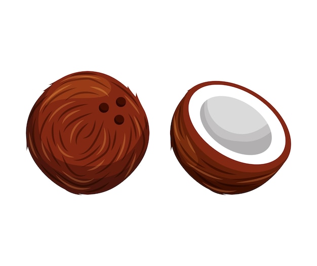 Vector coconut fruit vector