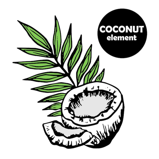 Coconut half with palm leaf and piece of pulp. black doodle. simple style element
