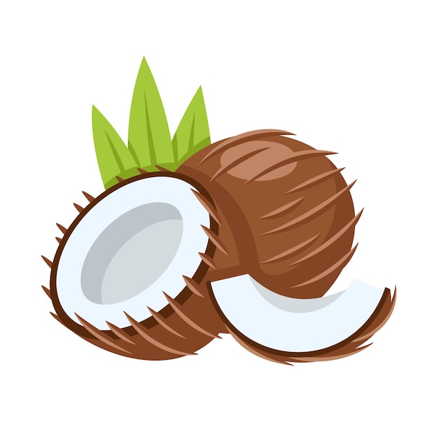 Vector coconut icon isolated on white background
