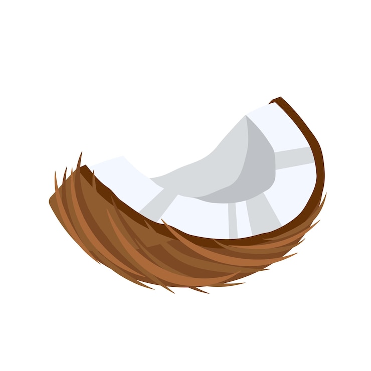 Vector coconut icon isolated on white background