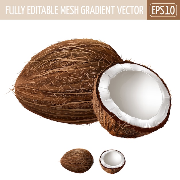 Vector coconut illustration on white