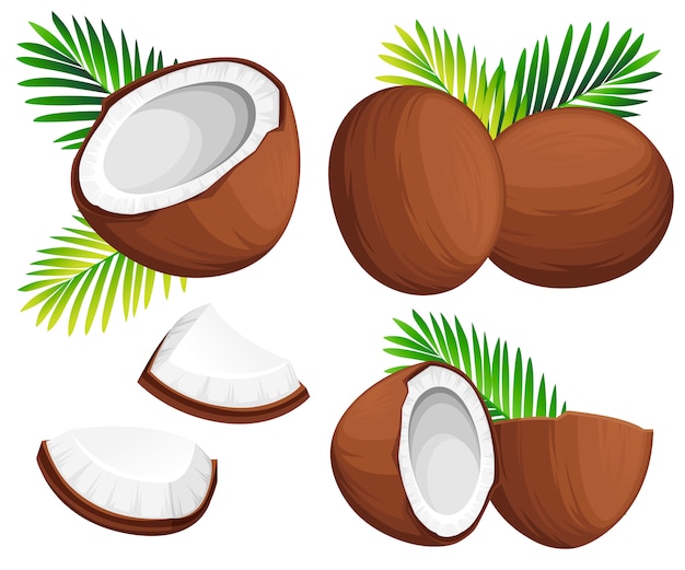Кокосовая иллюстрация. Кокосы целиком и по частям с зелеными пальмовыми листьями. Органический пищевой ингредиент, натуральный тропический продукт. иллюстрация на белом фоне