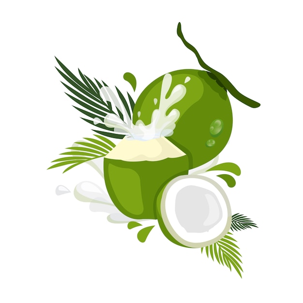 Premium Vector | Coconut illustration