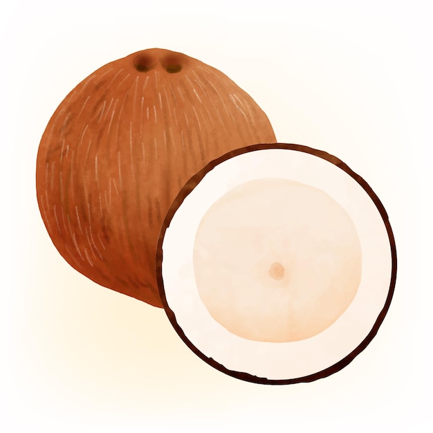 Vector coconut is a delicious summer fruit p1