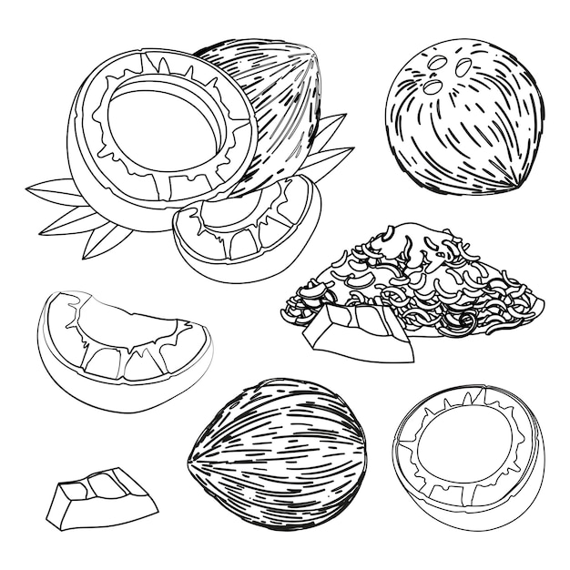 Coconut isolates set line drawing coconut icon coconut milk