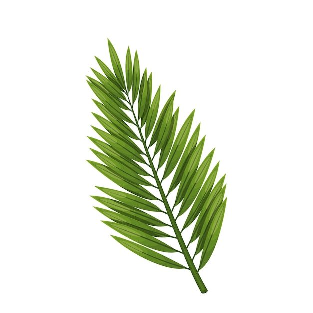 Coconut leaf. Tropical foliage, green palm leaf vector illustration.