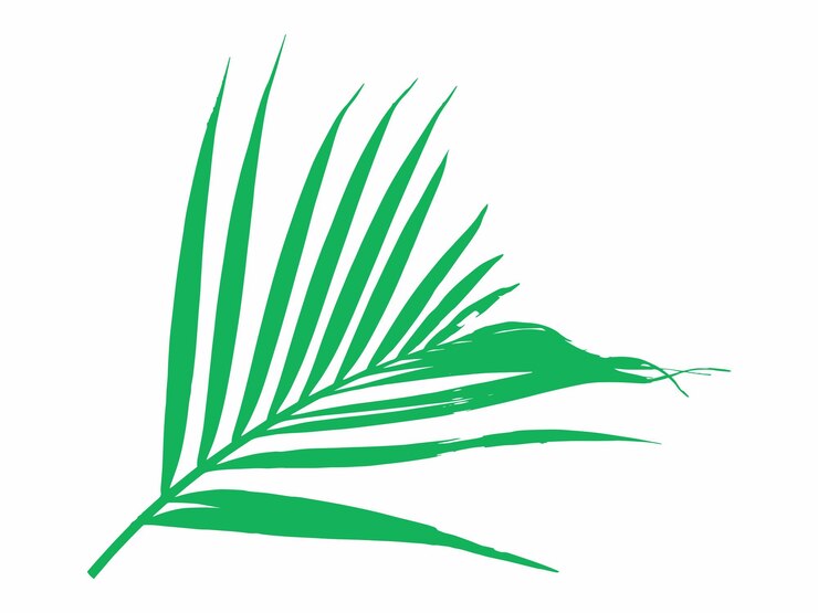Vector coconut leaf tropical leaves illustration