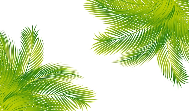 coconut leaf vector
