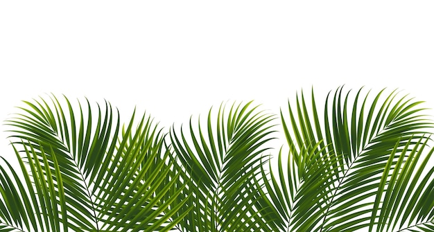 Кокосовые листья на белом фоне с обтравочным контуром для вектора элемента дизайна тропических листьев