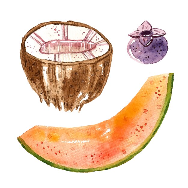 Cocco, melone, mirtillo. clipart di frutti tropicali, impostare. illustrazione dell'acquerello. cibo sano fresco crudo. vegano, vegetariano. estate.