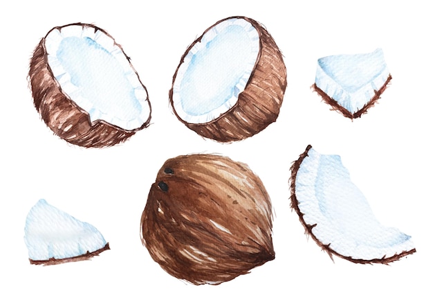 Coconut painted with watercolorstropical fruitmature coconut for coconut milk and sweets