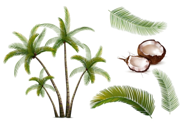 Vector coconut palm realistic set of isolated icons with cracked nut leaves branches and whole tree images vector illustration