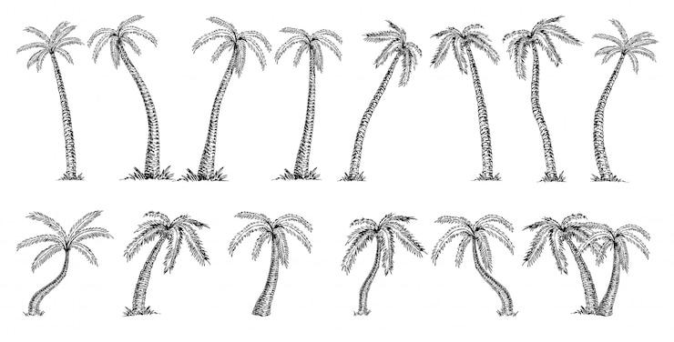 Vector coconut palm tree cocos nucifera . palms big set sketch on white background