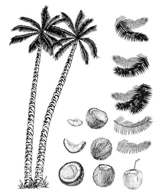 코코넛 야자, 열매 및 잎 세트. 코코넛 야자수 스케치 세트.