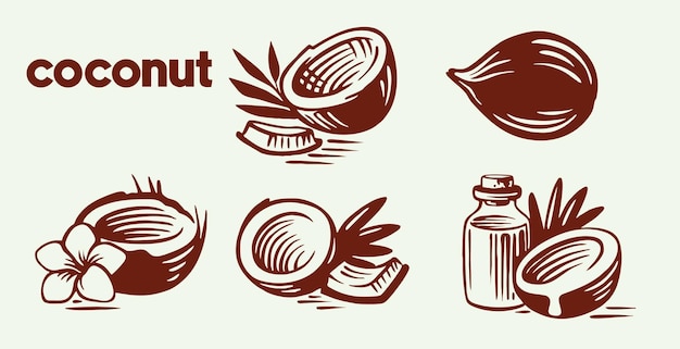 Vector coconut set design template fresh coconut in hand drawn coconut pieces and whole coconut