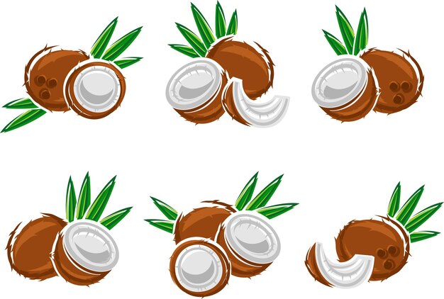 Coconut set Vector