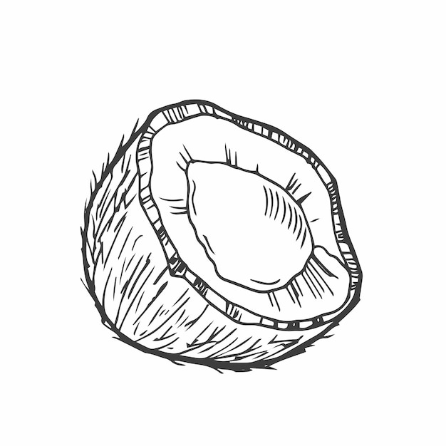 Coconut sketch hand drawn isolated on white background