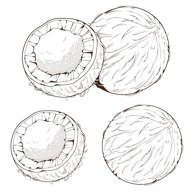 Vector coconut sketch illustration