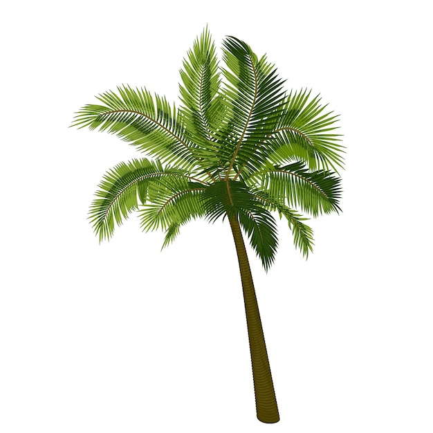 Coconut straight palm tree Vector illustration of palm tree trunk foliage branches leaves