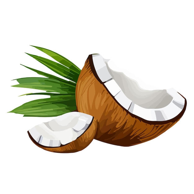 Coconut Vector Illustration