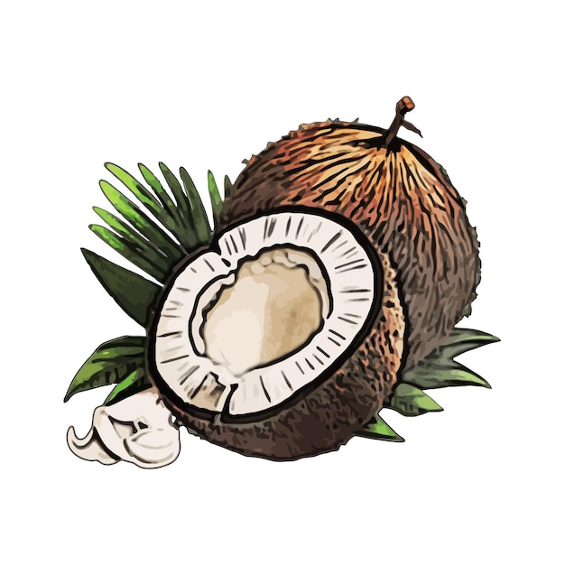 Premium Vector | Coconut watercolor vector illustration