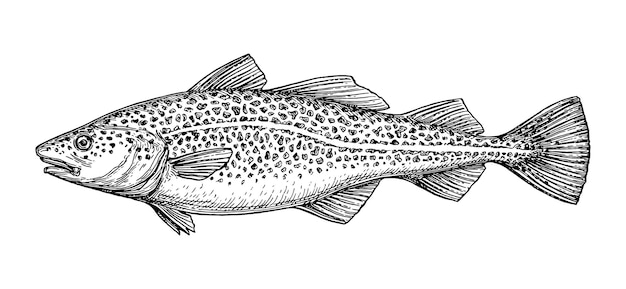 Codfish. Vintage style ink drawing.