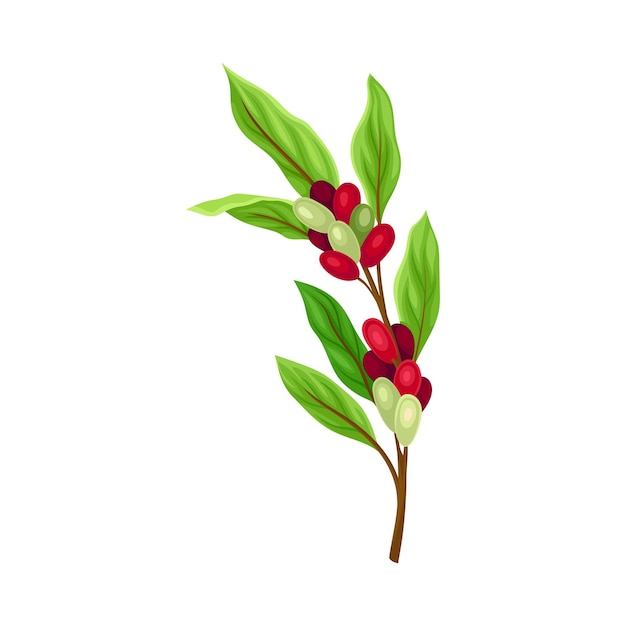 Vector coffea plant branch with ripe edible fruits and green leaves vector illustration