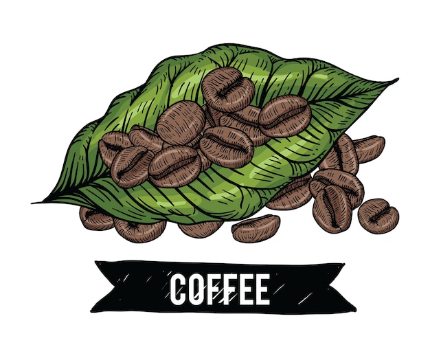 Vector coffee beans drawings