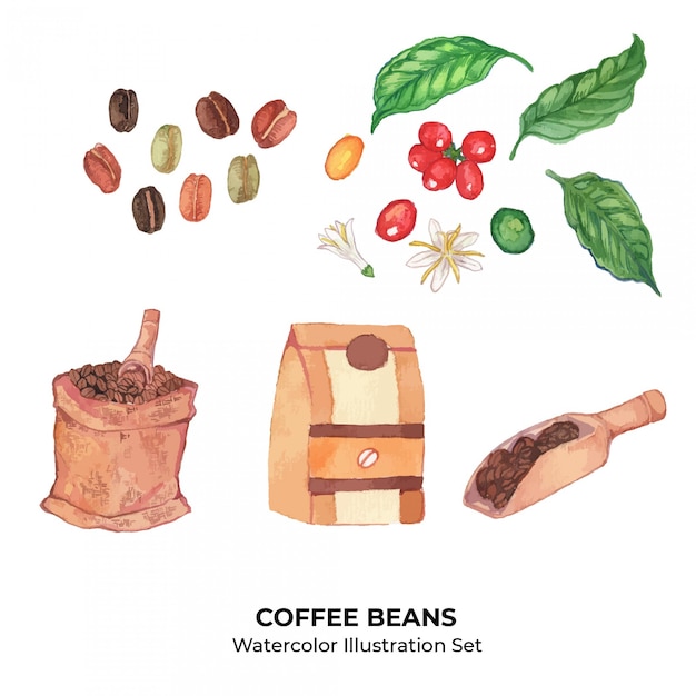 Insieme dell'illustrazione dell'acquerello dei chicchi e delle piante di caffè