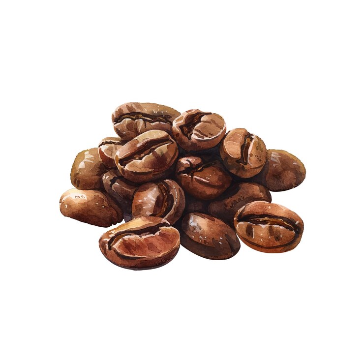 Vector coffee beans vector illustration in watercolor style