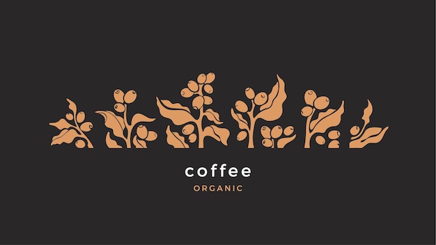 Vector coffee branch. leaf, shape of beans.  illustration. natural drink