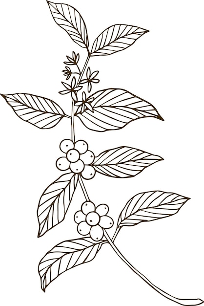 Vector coffee,coffee beans,plant,hand drawn,tree,