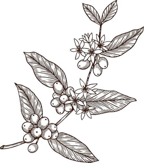 9+ Draw Coffee Beans