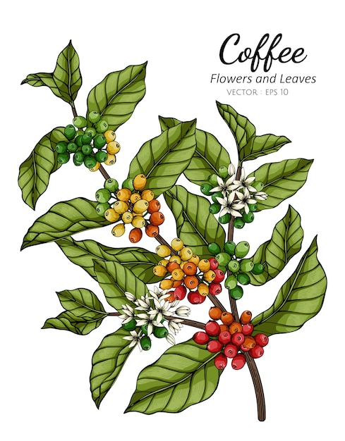 Illustrazione del disegno del fiore e della foglia del caffè con la linea arte sugli ambiti di provenienza bianchi.